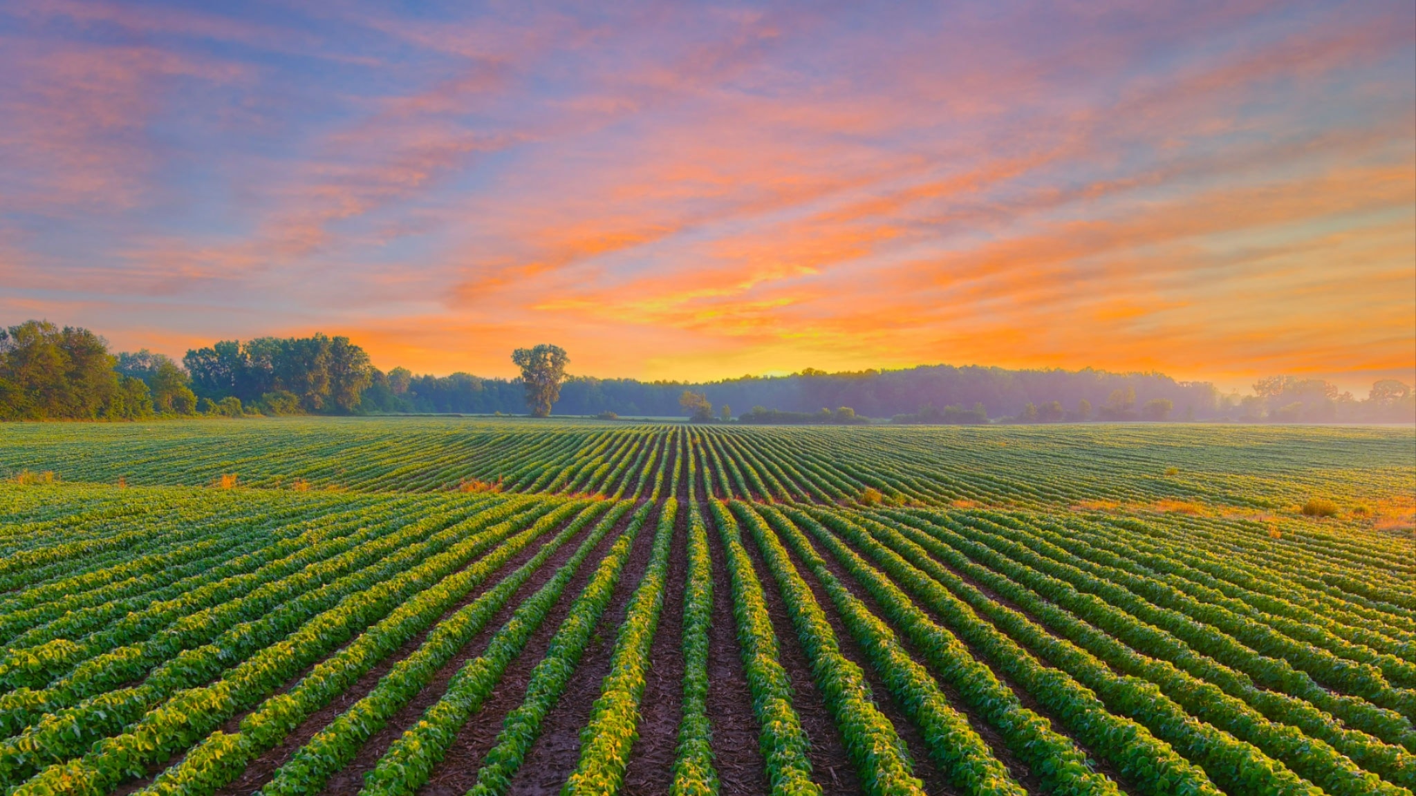 Cotton field agricultural landscape