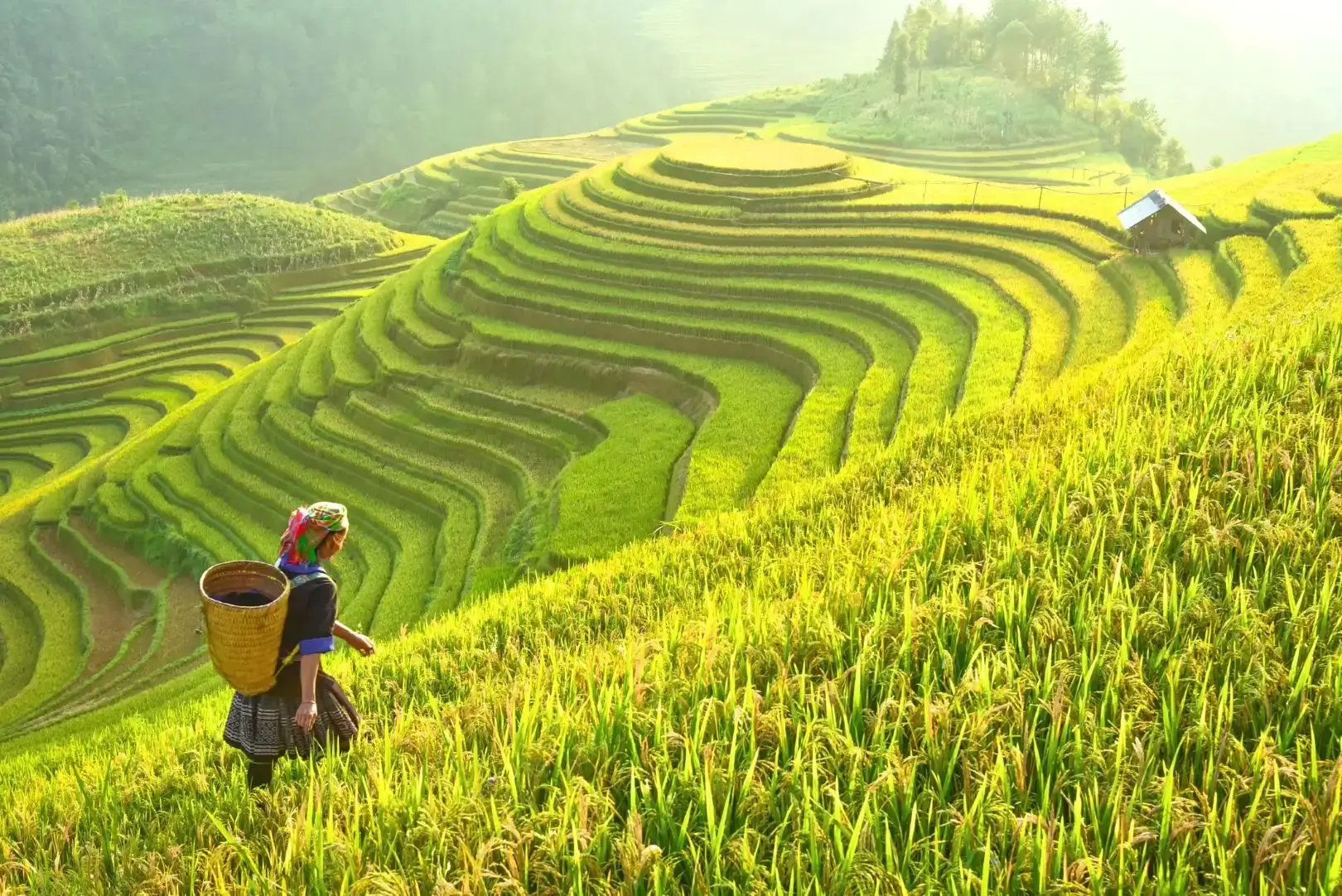 Person walking on terraced rice fields.