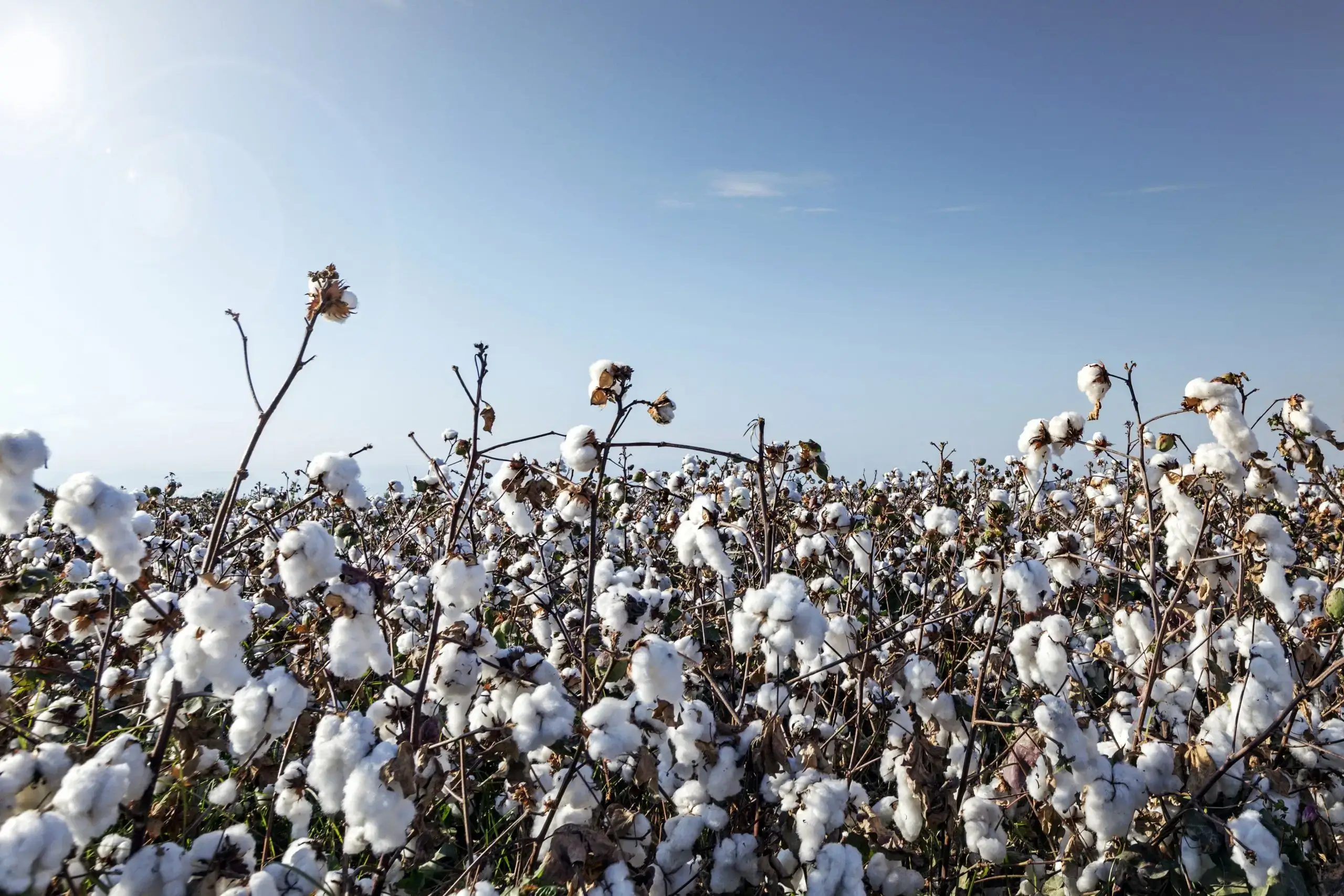 Cotton field under clear blue sky.